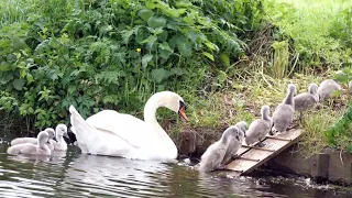 Mute Swan Family with 10 Cygnets Crossing the Road