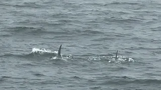 Whale watching at Monterey Bay - August 2023