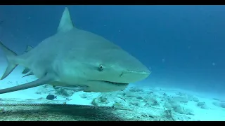 2ème plongée avec les Requins Bouledogues à Playa Del Carmen le 01 12 2022