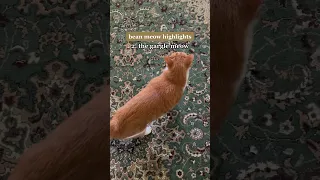 Bean Meow Highlights - Part 7