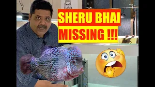 Sheru Bhai Missing |  Flowerhorn Fish Aquarium | New Aquarium Setup | Mayur Dev Aquascaper 4K