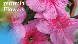 Pink Petunia Flowers,,🌺