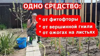 От фитофторы, от гнили, от ожогов на томатах, перце, баклажанах: советы дачникам