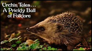 The Folklore of the Hedgehog. Magical Hedgehog Folklore From Around the World.