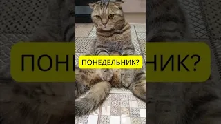 Грустный кот... Понедельник?