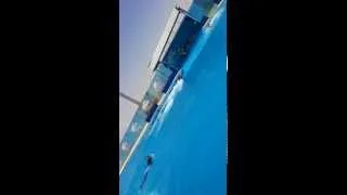 Плавание с дельфинами.