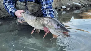 Fly Fishing Pike in Southern Alberta (Teaser)