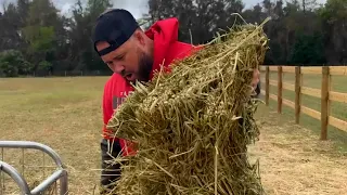 Why You NEED To Be Careful Buying Hay