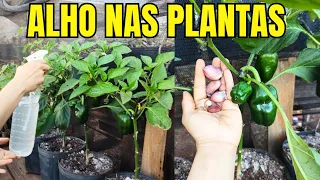 Coloque ALHO nas suas PLANTAS e veja o incrível acontecer