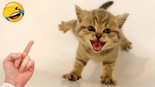 New Funny Videos 2023 😍Funniest Cats and Dogs Videos 😺🐶  Cutest Cats and Dogs 🐱🐶  PART 55