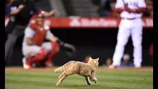 MLB: Animal Interference