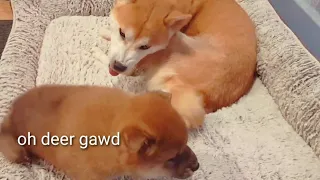 Mom is AMGERY / Shiba Inu puppies (with captions)