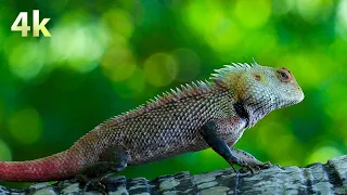 4K (ULTRA HD)  Breathtaking Colors Of Nature | Chameleon | Oosaravelli