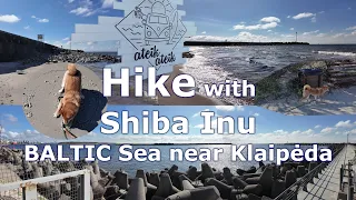 Baltic Sea near Klaipeda hike with Shiba Inu dog 4K 60fps 2024-04-19