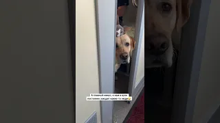 Зашли бы поздороваться?🐶