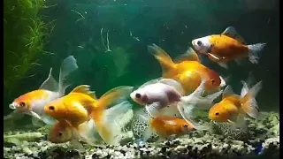 How to keep your goldfish alive for 15 years (Part 2)