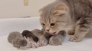 When a kitten meows, the mother immediately tries to calm it down.