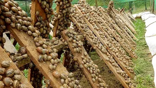 Amazing Snail Farming Technology-Snail Meat Processing