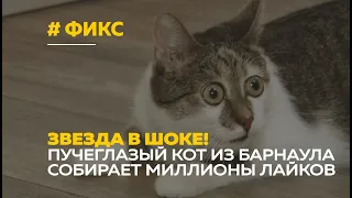 Пучеглазый кот из Барнаула стал звездой Тик-Тока и Инстаграма