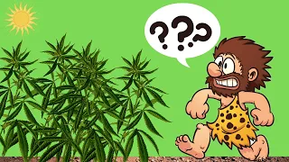 How Weed Was Discovered…