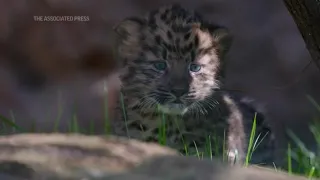 Rare twin leopard cubs born at San Diego Zoo