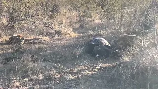 Hyena feeding on a dead Buffalo