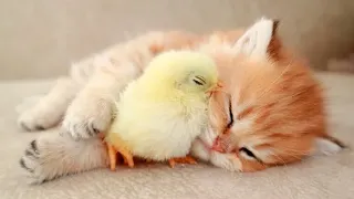 Cat sleeps sweetly with the Chicken 🐥