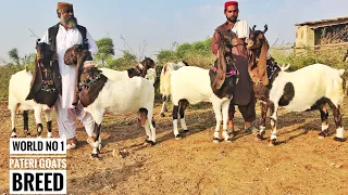 Pure Pateri goats breed of Allah Ditto Chandio | Pateri Goats Documentary | Nagra Farm