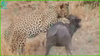 Leopards Rips Baby Warthog's Eyes! Warthog Fight Wild Leopards To Death When Attacked