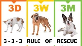 Do You Know About the 3-3-3 Rule of Rescue ?!