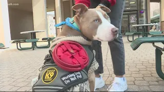 George Washington University student, service dog kicked out of class, teacher under fire