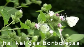 Hai Kai das Borboletas (Official Video) Maria Rita Stumpf