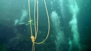 Box jellyfish (class Cubozoa) 05 November 2014 Sail Rock Underwater video