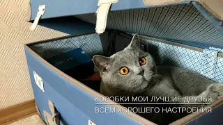 ТРЮК КОТА! Смешной британский кот ГАРРИ/ British Cat