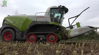 Claas Jaguar 40000 Terra Trac Italia - Silage 2019