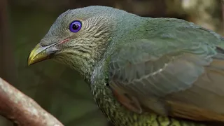 Odd Bird Seduction Techniques | Life Story | BBC Earth