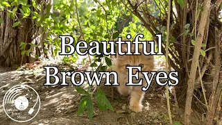 Beautiful Brown Eyes w/ Lyrics - Connie Francis Version