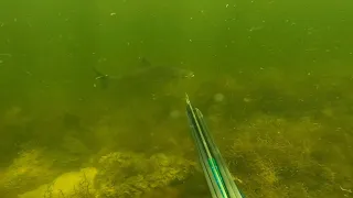 Spearfishing PATCH REEFS ST MARKS FLORIDA