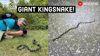 Copperheads, Cottonmouths, and Giant Kingsnake in the Wild! Fantastic Fall Field Herping in Georgia