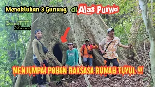 Mendaki 3 Gunung di Alas Purwo,Menjumpai Pohon Raksasa Rumah TUYUL !!!