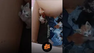 These kittens were found in a box next to the road