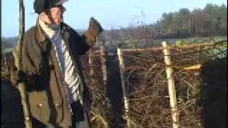 Hedge Laying