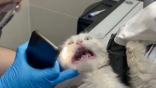 angry Cat checkup😈, never do it at home 😂