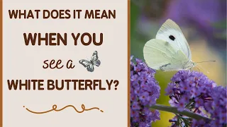 What Does It Mean When You See A White Butterfly? (Good Luck, New Beginnings, and More)