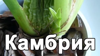 ✅ Орхидея #Камбрия. Пересадка уценки после цветения. Полив и уход.