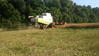 Claas Lexion 580 & Vario 900 Raps Harvesting ! Лексион 580 на уборке рапса !