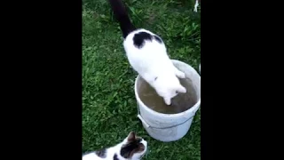 OMG! AMAZING! CAT-FISHERMAN! КІТ-РИБАЛКА! КОТ-РЫБОЛОВ!