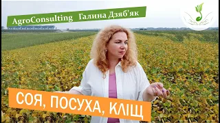 Жнива сої: плив посухи і кліща на терміни збирання сої і протеїн