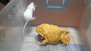 Epic Take Down, Pacman frog eats adult mice | Warning Live feeding!