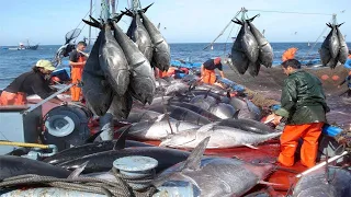 Most Big Net Fishing Tuna Catch Hundreds of Tons of Tuna on Modern Boat